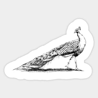 Black and White Peacock Print Sticker